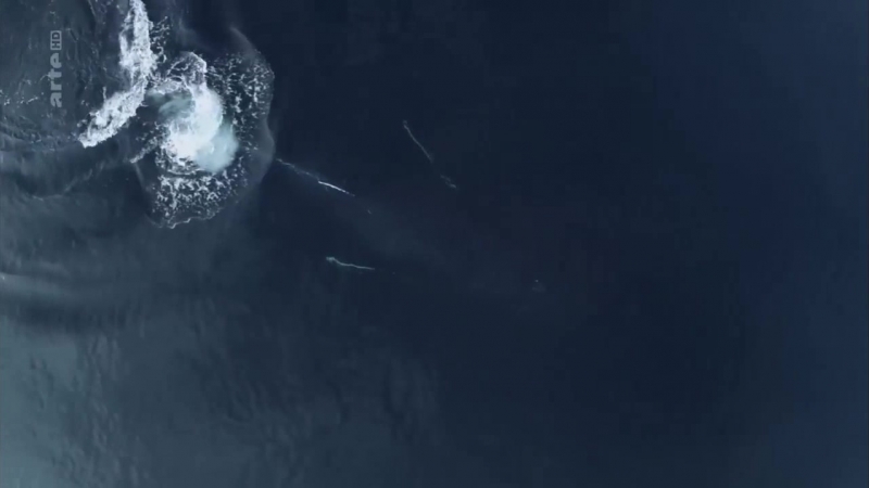 Kanada in den wäldern der westküste kurzen prozess machen