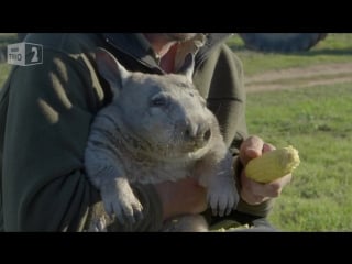 Feeding a farting wombat natural world 2016