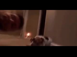 Дружи со своим питомцем правильно