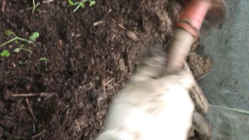 Прополка 🍆 и 🌶