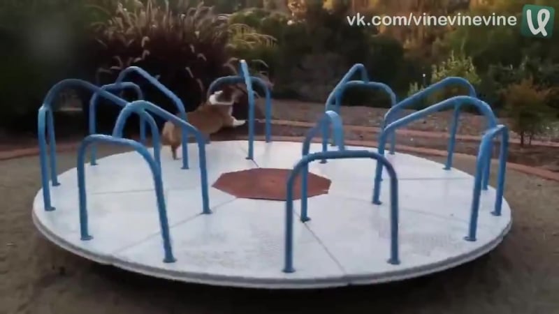 Корги на качельке
