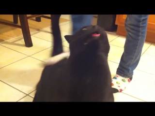Cat sings when back is scratched