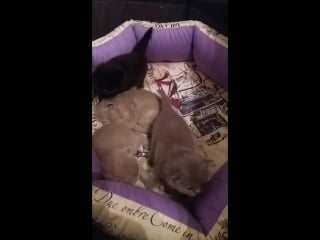 Помёт d plush blue ray