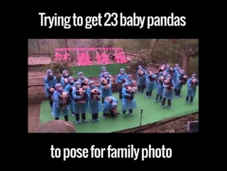 Taking family photo with 23 baby pandas