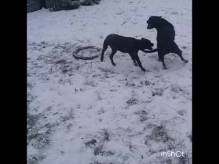 Apbt dark tyson & ariana "iz barhata i stali"