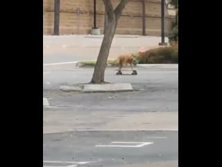 Развлекаюсь со своим псом