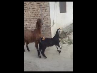 I think your lamas are autistic (song wild cherry play that funky music)