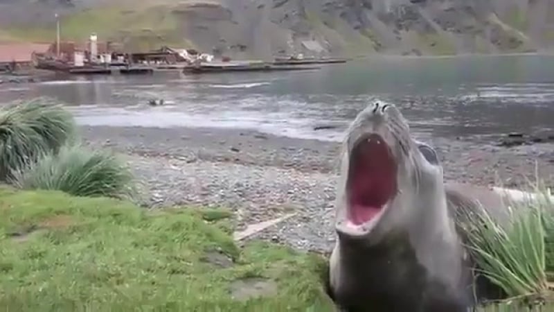 Отрыжка котика