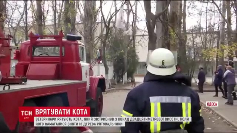 Одессе porn video – В одессе неудачное спасение кота сняли на видео