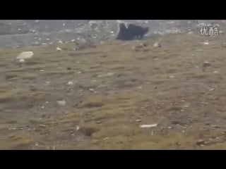 Тибетские мастифы против медвежонка (tibetan mastiffs vs bear cub)