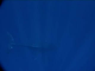 Humpback whale singing