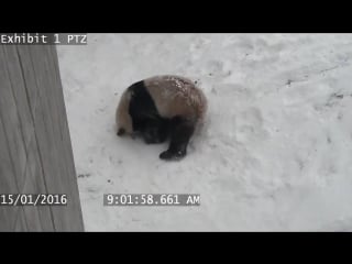 Toronto zoos playful panda in the snow
