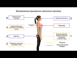 Занятие № 1 физиология и биомеханика женского оргазма