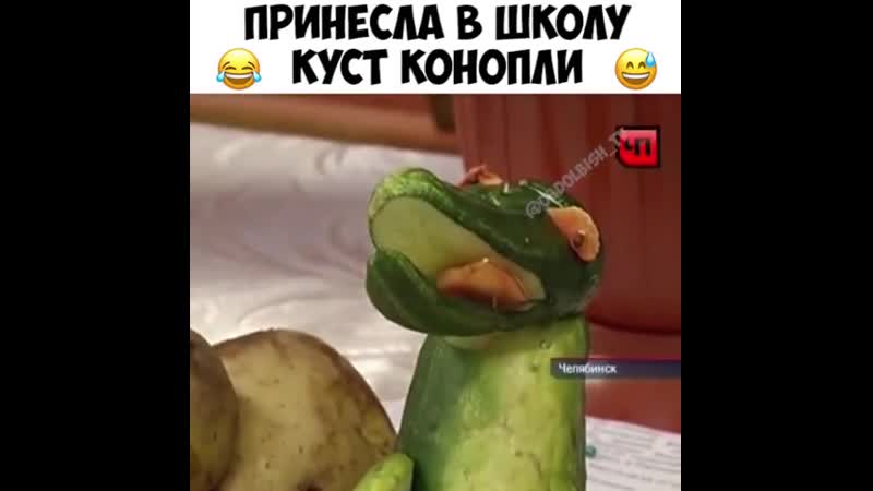 Куст конопли mp4