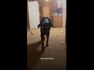 Dog stalks his dad every day