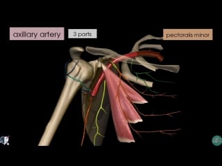 Upper limb arteries arm and forearm 3d anatomy tutorial