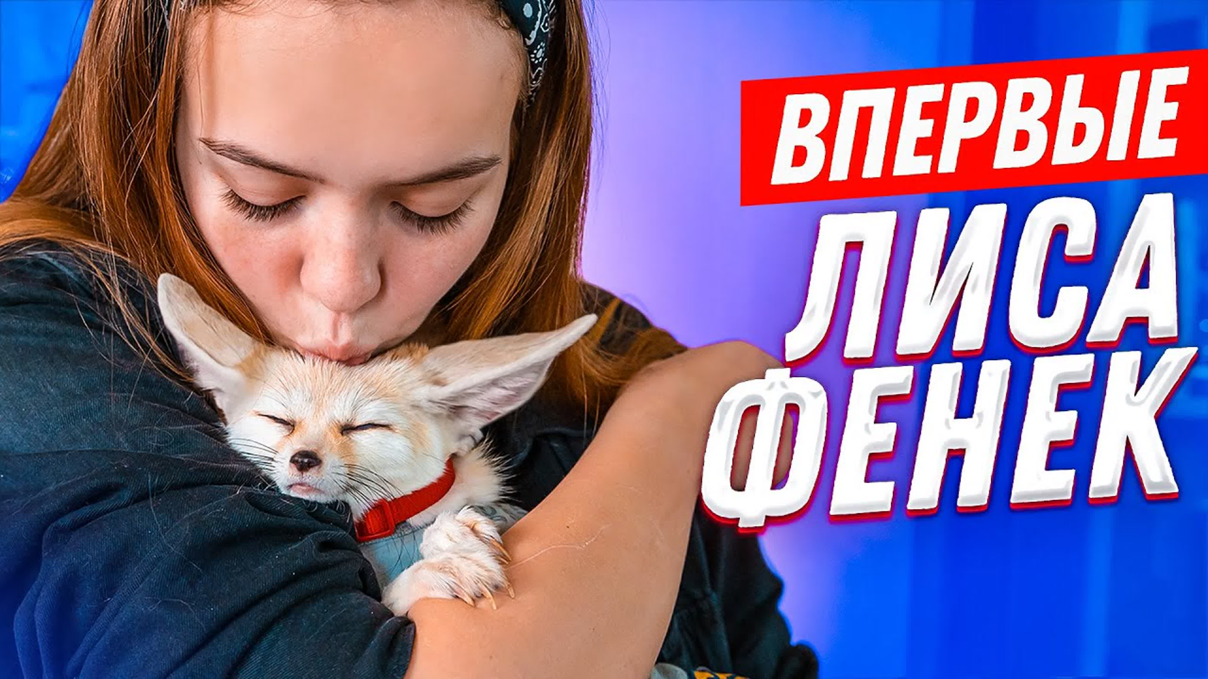 Впервые лиса фенек, какает где попало, лает на кошку! стоит ли заводить?!