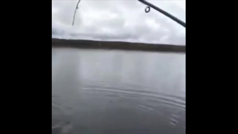 Окунь атакует