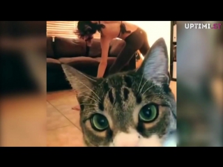 Неуловимые мстители