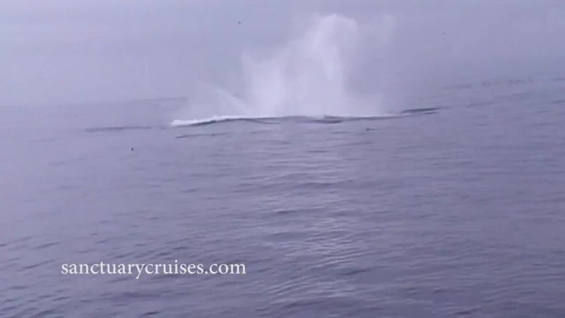 Британские туристы чуть не погибли когда горбатый кит решил запрыгнуть к ним на байдарку