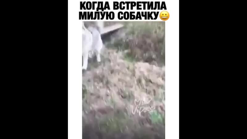 Ультразвук 😆