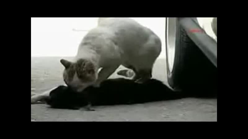 Котик пытается оживить кошечку самое трогательное видео