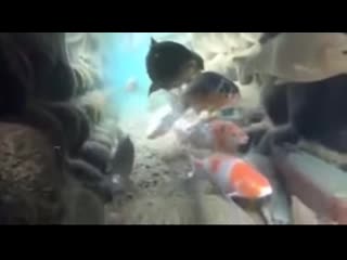 Drainage canals in japan have koi in them because they are so clean