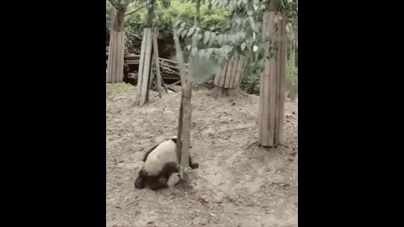 Ебущихся панд напугали))