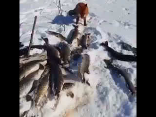 Пришла рыжая за рыбкой