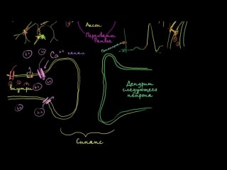 Межнейронные химические синапсы