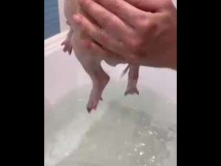 Попу мыть нужно каждый день