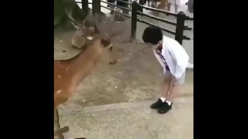 Взаимная вежливость (vhs video)