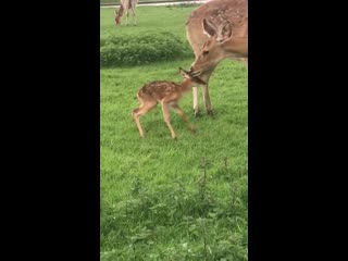 Засняли новорождённого оленёнка в zsl whipsnade porn