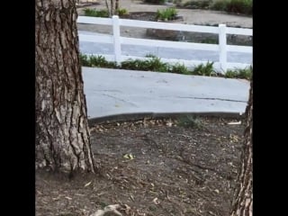 I think my bull has come down with a serious case of the zoomies