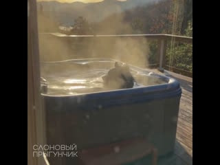 Bear takes a relaxing soak