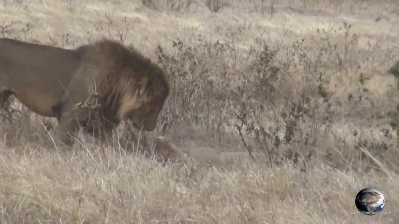 Любовные утехи львов нгоронгоро львы и буйволы