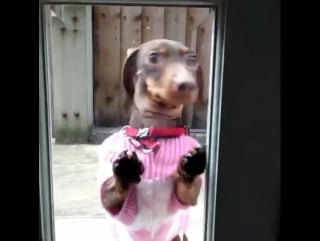 Mabel mini dachshund