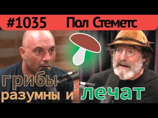 Джо роган пол стеметс о пользе грибов, мистических свойствах, разумности, кордицепсе и др