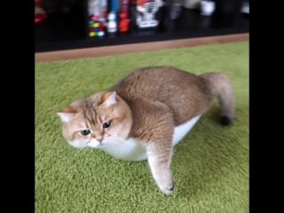 "if i fits i sits and if i don't fits i still sits, dammit "