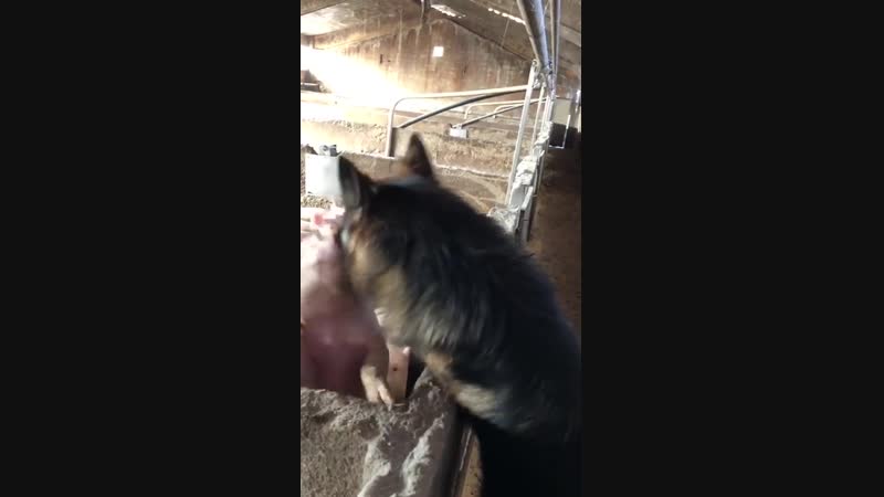 Старый год обнимается с новым, передавая полномочия