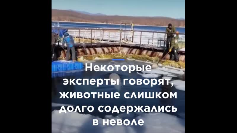 "освободите вилли" по русски "китовой тюрьмой" занялась фсб