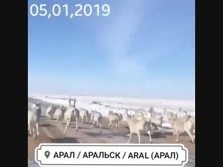 Video by bauyrzhan duysenbaev