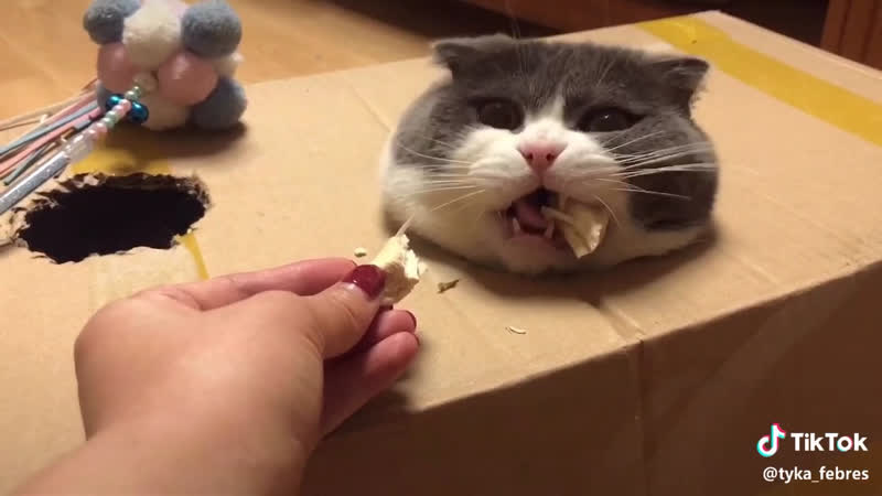 Котейка