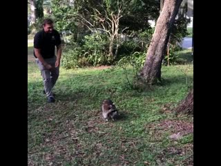 Енотик хочет поиграть!