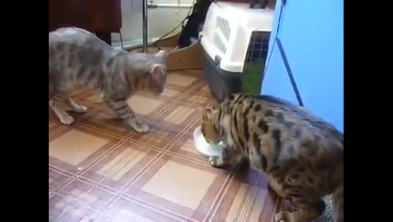 И как тут разобрать, для кого налито молоко, если миска одна