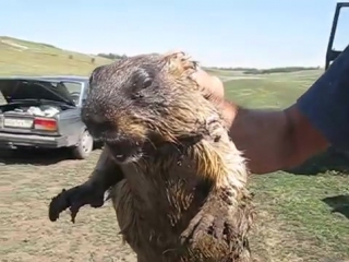 Как кричит сурок how marmot screams