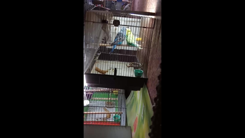 Тучка и ариша