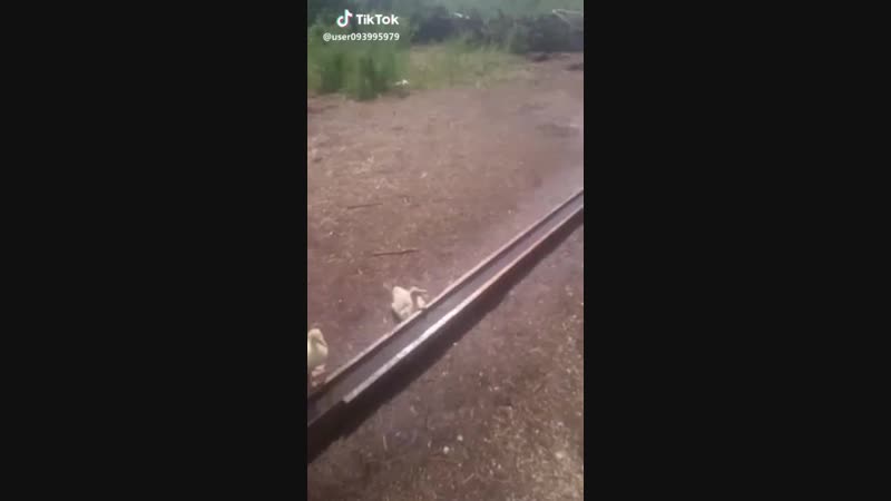 Рота подьем