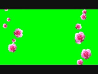 Розы свадебные футажи roses wedding hd video chroma key