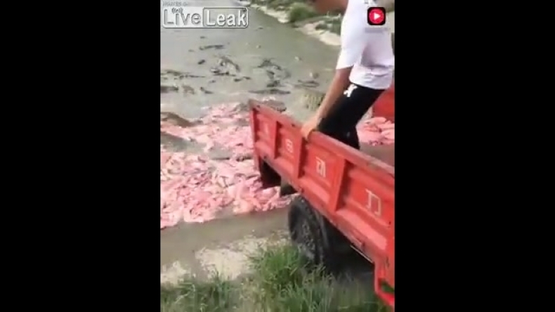 Кормежка крокодилов увлекательное занятие!